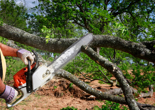 Best Affordable Tree Service  in USA